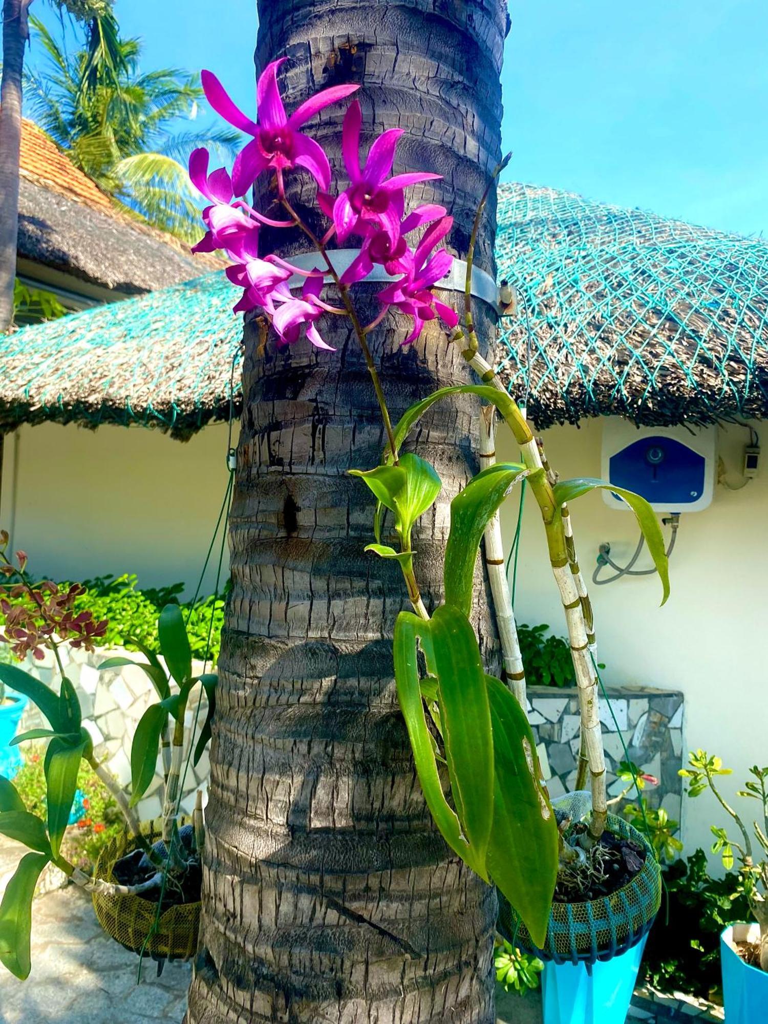 Paradise Resort Doc Let Ấp Ninh Hòa  Eksteriør billede